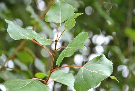 <p>populus nigra</p>