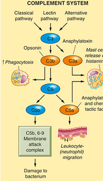 <p>Make the immune system more optimum by : </p><ol><li><p>Creating vasodilatation and recruiting more immune cell to the impacted tissue ( Anaphylatoxin) </p></li><li><p>Opsonin promote cell to phagocyte by giving them a better grip </p></li><li><p>The membrane attack complex form pore that tarket bacteria to destroyed their membrane. </p></li></ol><p></p>
