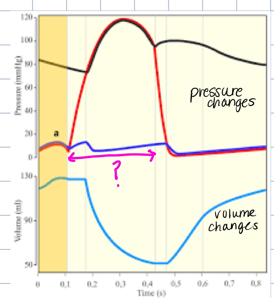 <p>what phase of the cardiac cycle does this represent</p>