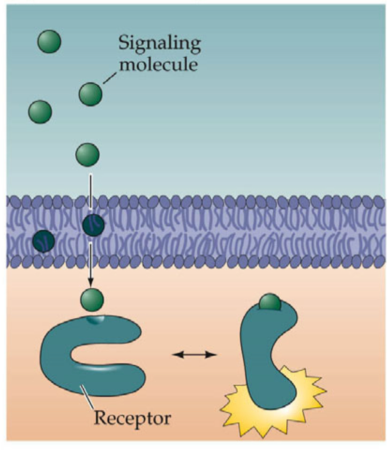 <ul><li><p>inside plasma membrane</p></li><li><p>steroid hormones, nitric oxide, thyroid hormone</p></li><li><p>receptors are intracellular</p></li><li><p>bind to signalling molecule</p><ul><li><p>activate receptor</p></li><li><p>cause changes in gene transcription</p></li></ul></li><li><p>bind to DNA upon activation which regulates gene expression</p></li></ul><p></p>