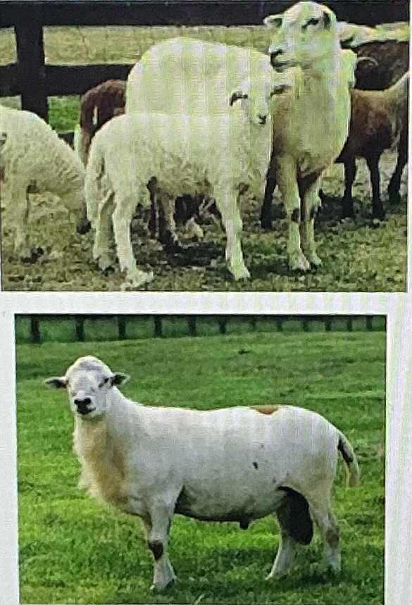 <p>Parasite resistant, largest hair breed, st croix x suffolk x wiltshire horn</p>