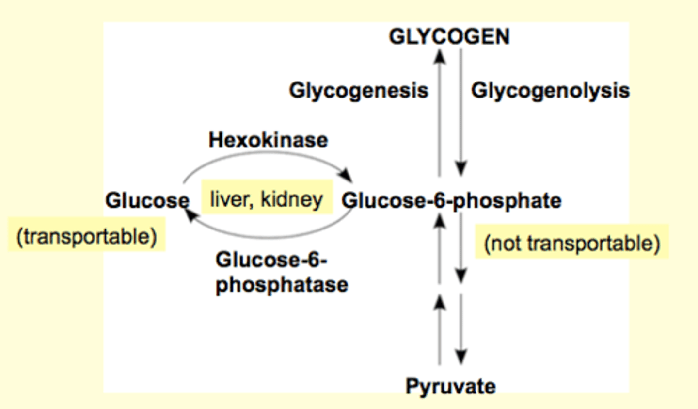 <p>Skeletal muscles and liver are very good at glycogenesis</p><p>Liver (and kidney, a little bit) glycogen stores provide glucose for other cells (via blood). Other tissue cannot.</p><p>liver and kidney have glucose-6-phosphatase (enzyme), which works backwards to make glucose from glucose-6-phosphate and release it into the blood stream to share it (glucose) with other tissues</p>