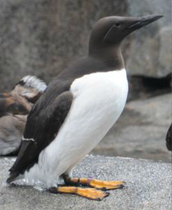<p>Identify the species shown:&nbsp;</p>