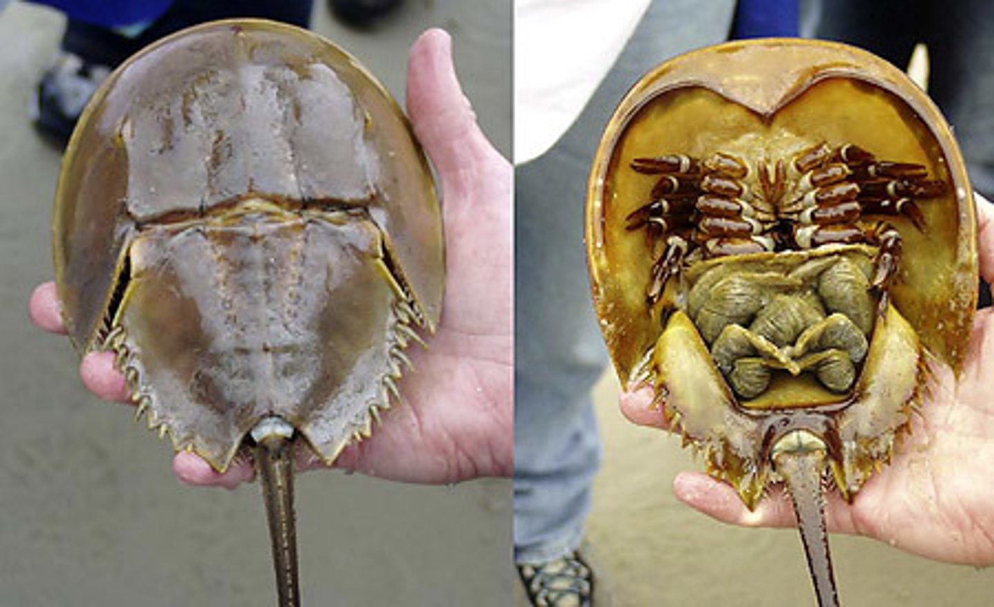 <p>Horseshoe crabs, large cephalothorax, has chelicerae, pedipalps, and legs, book gills, telson</p>