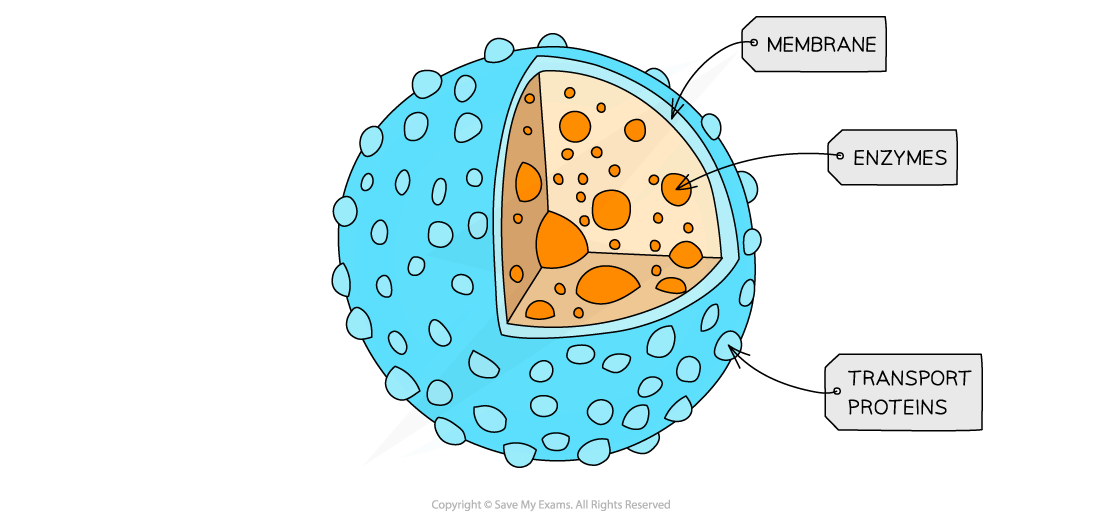 <p>Lysosome</p>