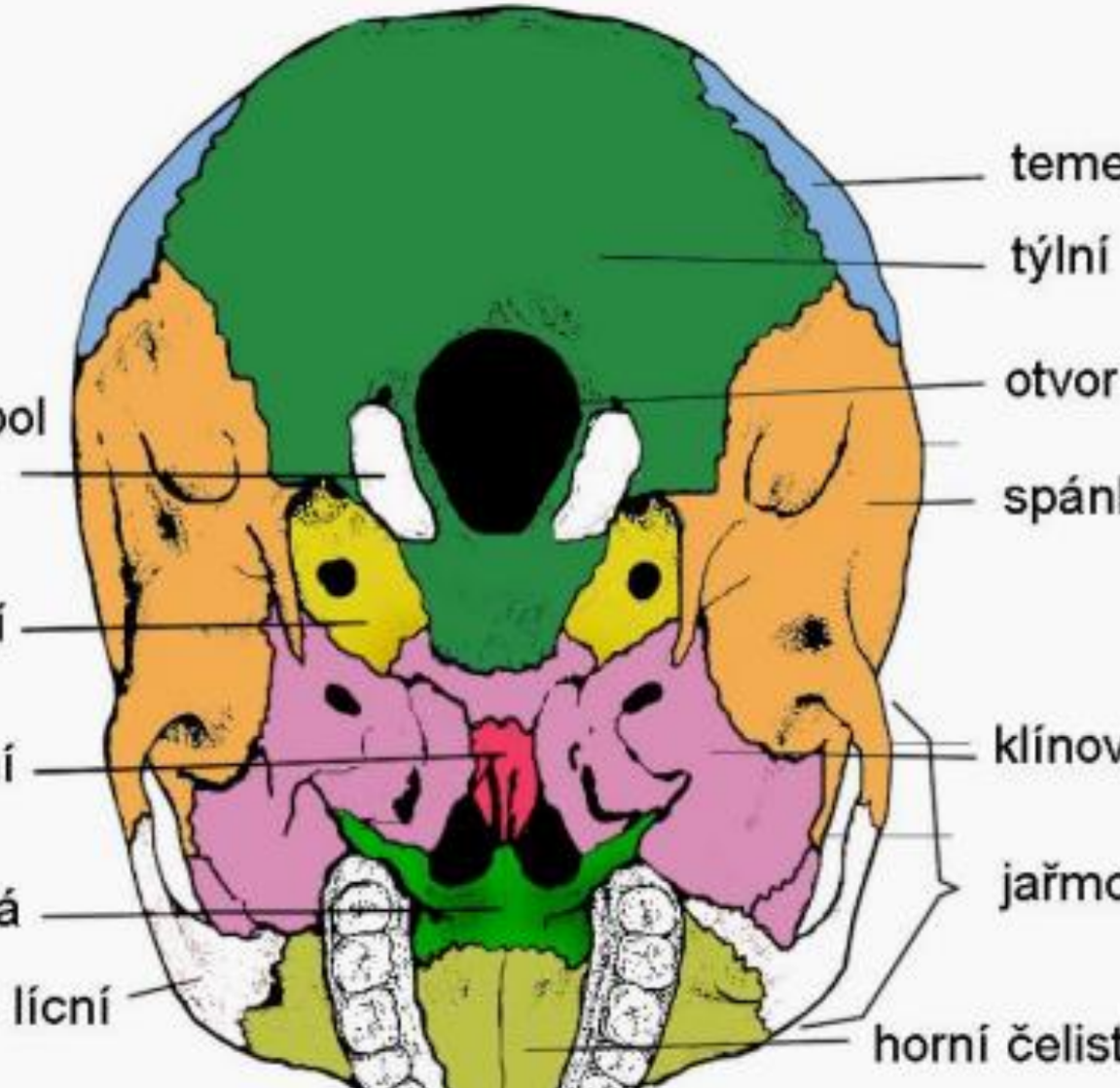 <p>creepy ah motylek na spodine lebky, na zadu zubu  (bright green)</p>