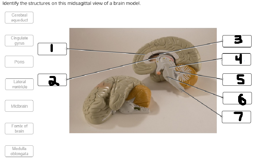 <p>what is labeled #3</p>