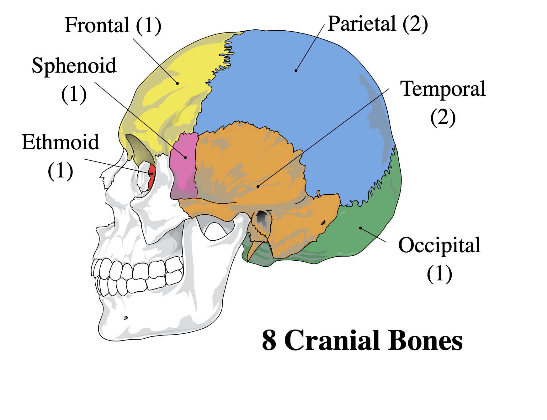 Frontal

Parietal R&L

Occipital

Temporal R&L

Sphenoid

Ethmoid