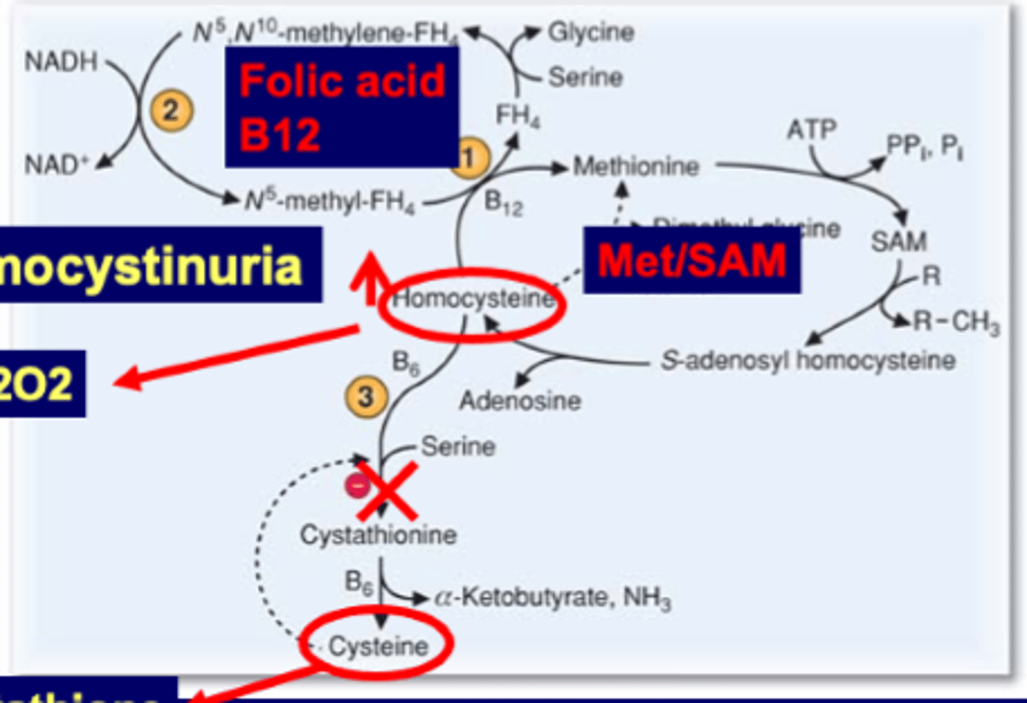 <p><strong>cystathionine beta synthase deficiency.</strong> </p><p><span style="text-decoration:underline">Low cysteine (low glutathione). High homocysteine (High H2O2, oxid stress).</span>  </p>