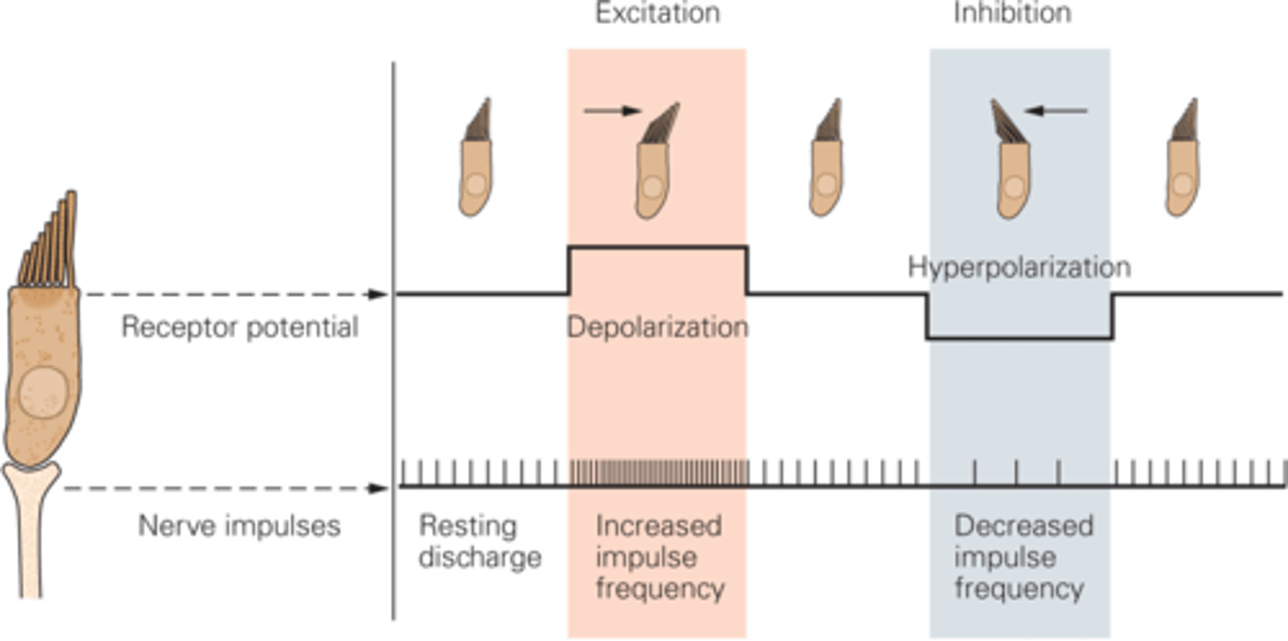 <p>What happens if the hair bundle moves towards the taller stereo cilia?</p>