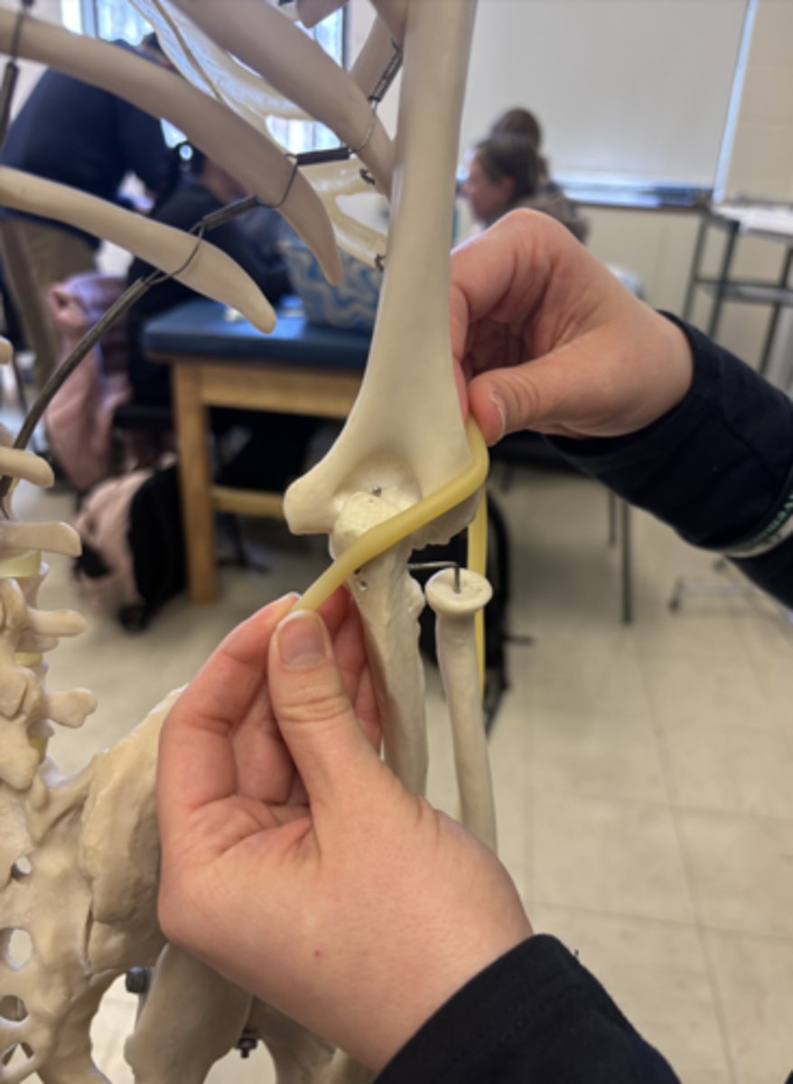 <p>What is this muscle?</p>
