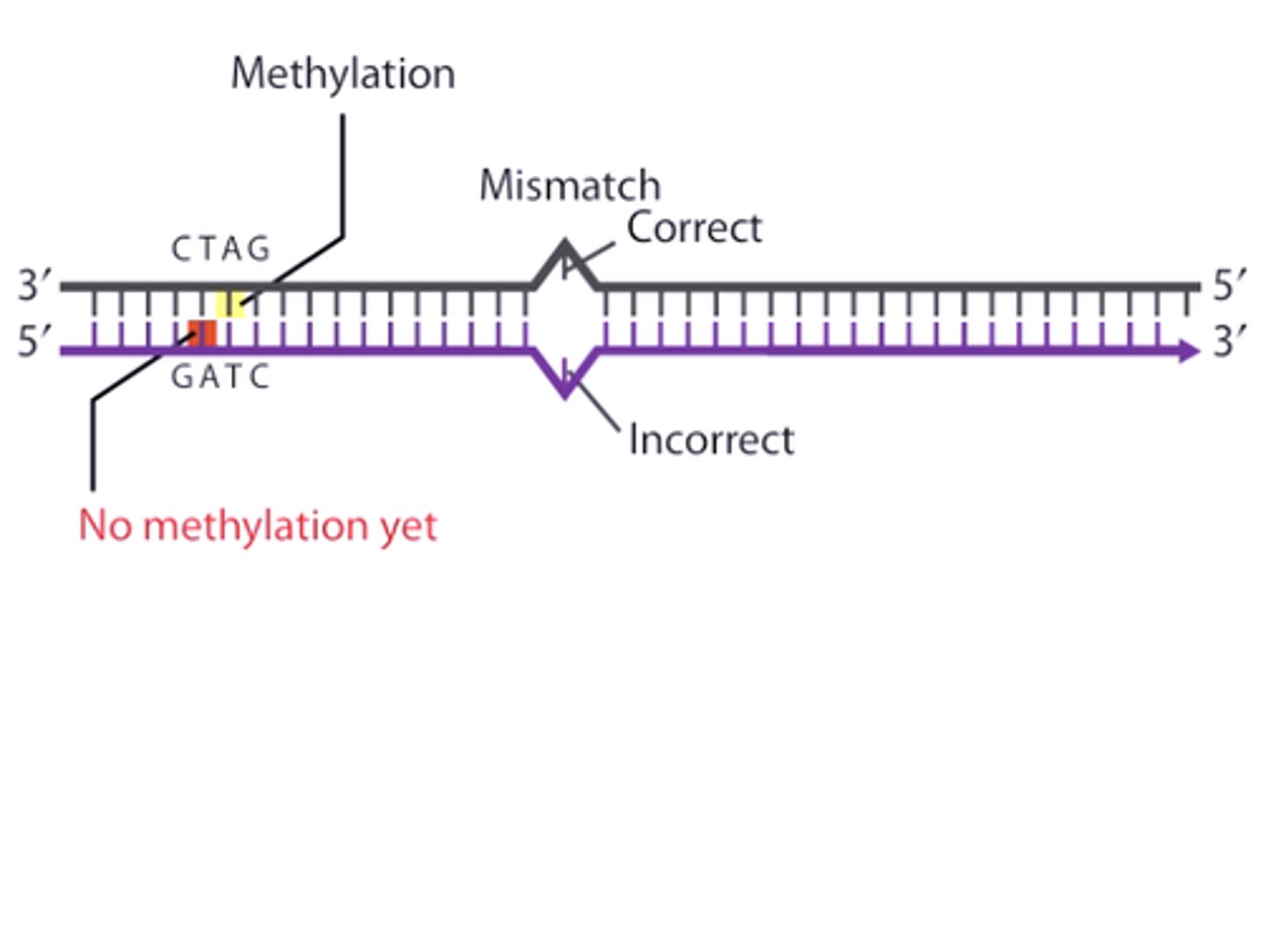 <p>The mismatch repair mechanism can distinguish between the parent strand and the newly synthesized strand that has the mistake on it because the parent strand will have more adenine nucleotides that are methylated.</p>