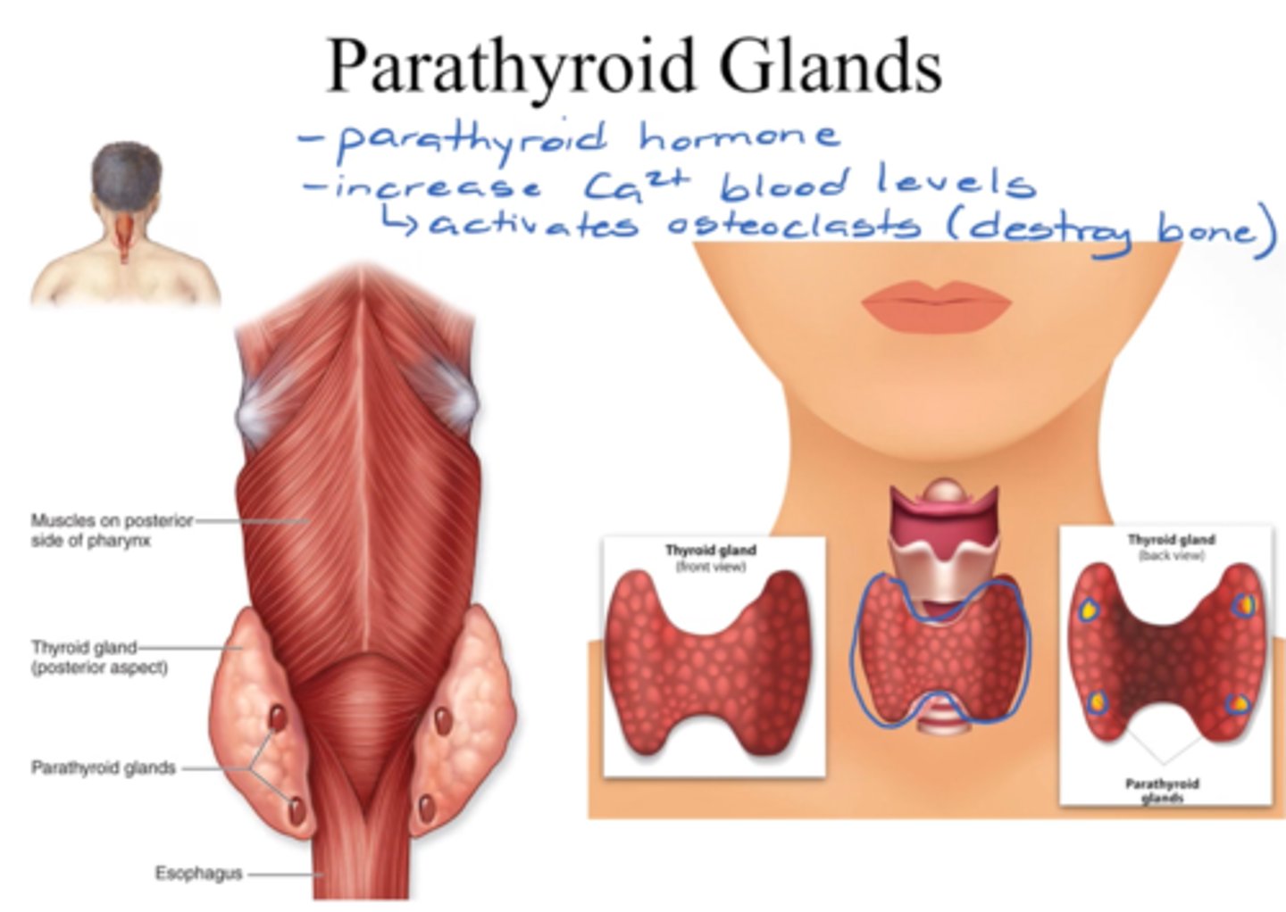 <p>- 4 small glands on the back of thyroid</p><p>- release parathyroid hormone</p><p>- which increases Ca2+ blood levels </p><p>- activates osteoclasts (break bone down)</p><p>- active if not eating enough Ca2+ in diet </p>