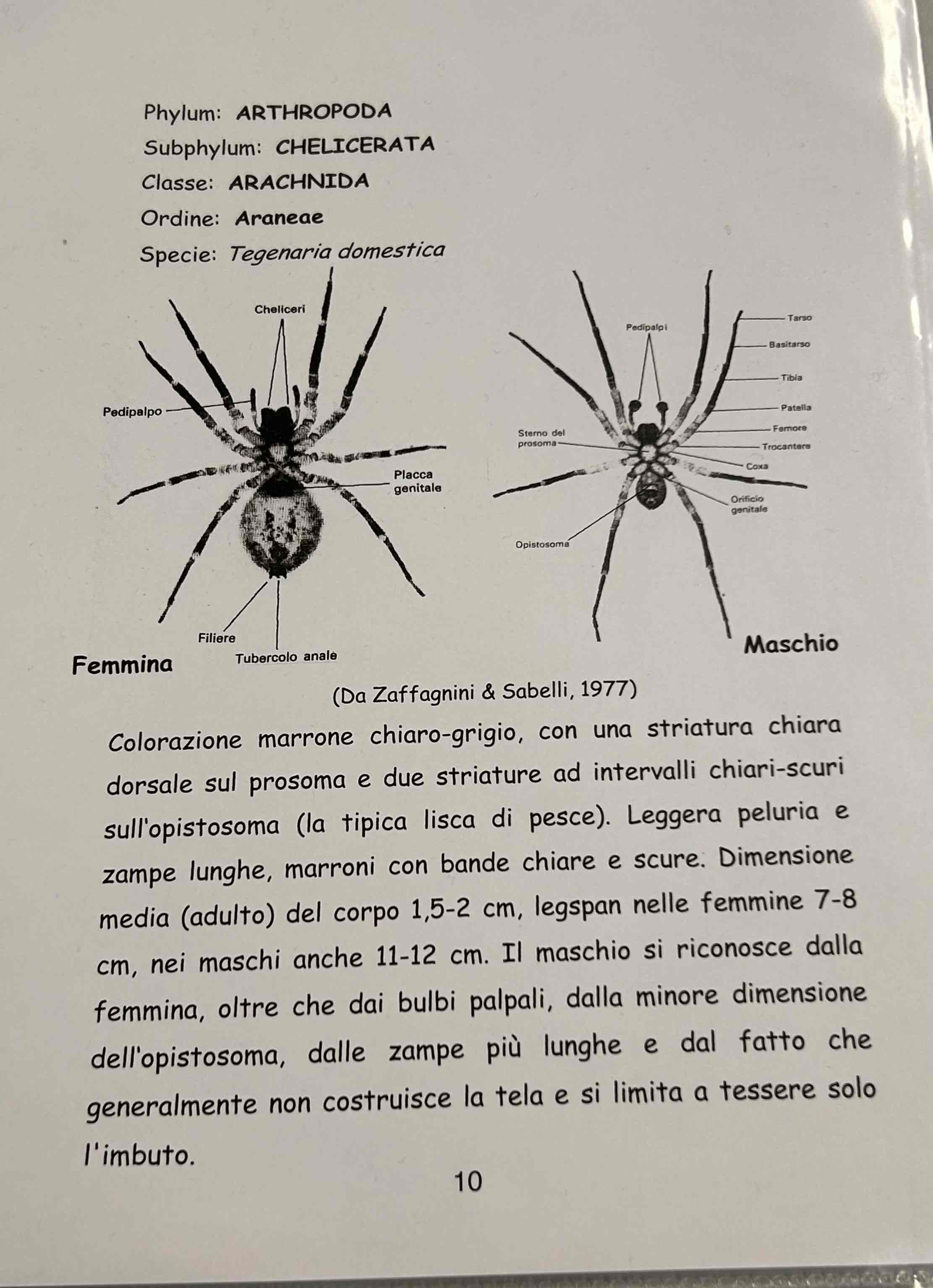 <p>Chelicerati</p><p>aracnidi</p><p>Tegenaria domestica</p>