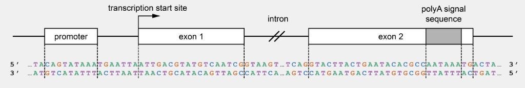 <p>T/F: Changing nucleotide 17 from C to A would result in no change in the amino acid sequence.</p>