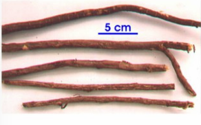 <p>rễ, thân rễ</p>