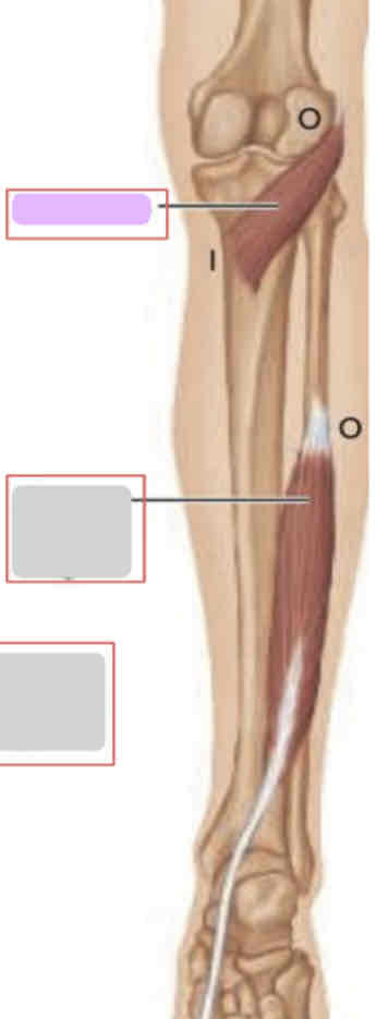 <p>Posterior leg (deep)</p>