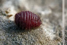 <p><span>A scale insect used historically and commercially for producing carmine red dye.</span></p><ul><li><p><span>Sessile parasites on plants</span></p></li><li><p><span>Lives on cacti in genus Opuntia</span></p></li><li><p><span>Natural dye carmine is derived</span></p></li></ul><p></p>