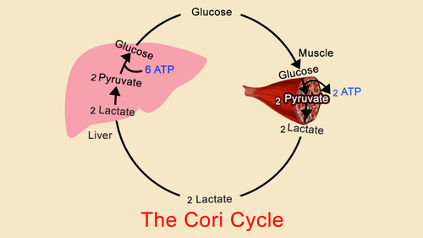 <p>Gluconeogenesis is the conversion of amino acids and lipids into glucose, occurring in hepatocytes.</p>