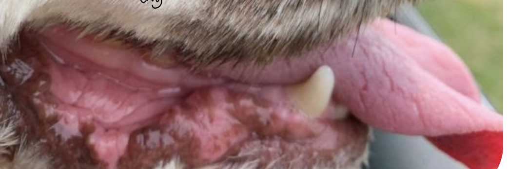 <p>what is this image showing in the dog?</p>