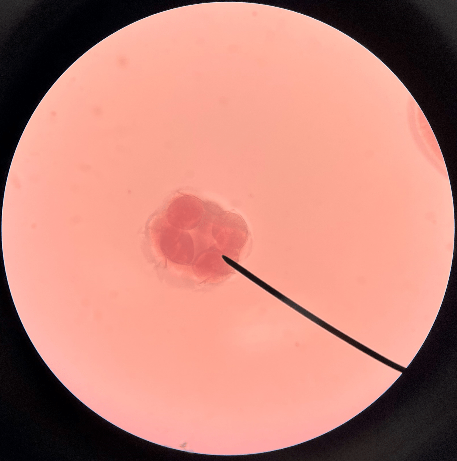 • Slide histology of starfish development.

• Eight cells.
