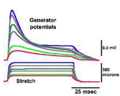 <p>true, because increasing a stimulus produces an increase in generator potential amplitude </p>