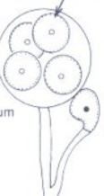<p>Female gametangium</p>