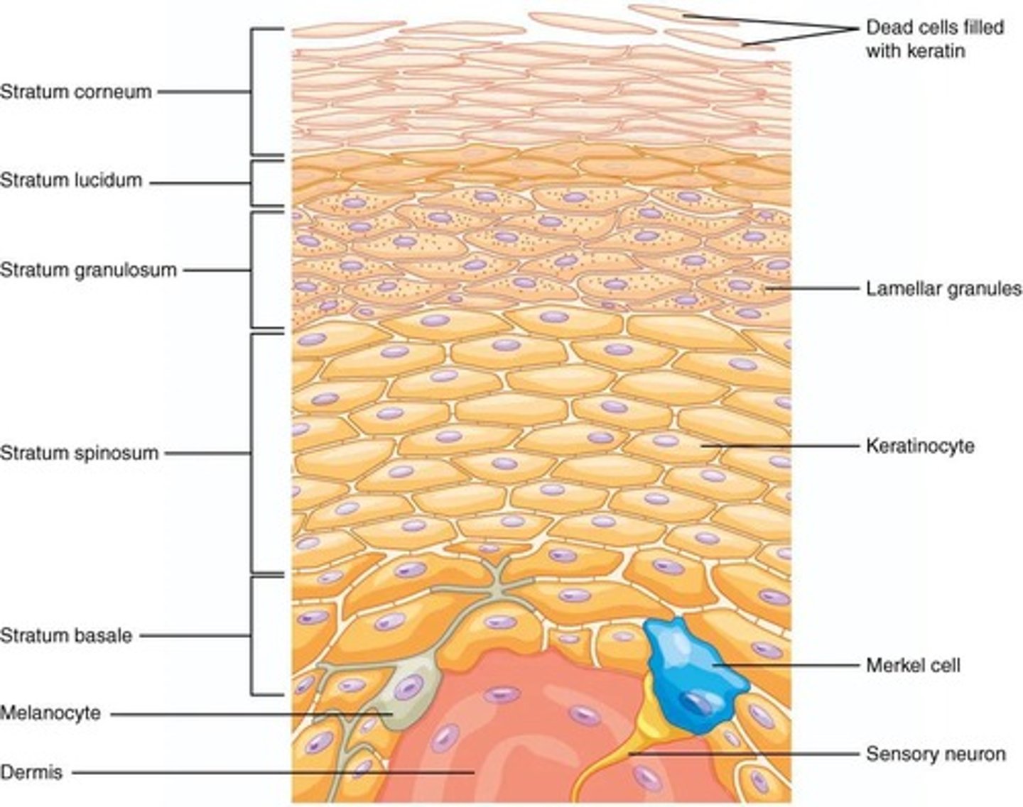 <p>The skin protects underlying tissues, excretes wastes, maintains body temperature, synthesizes vitamin D3, regulates blood flow, and detects sensory stimuli.</p>