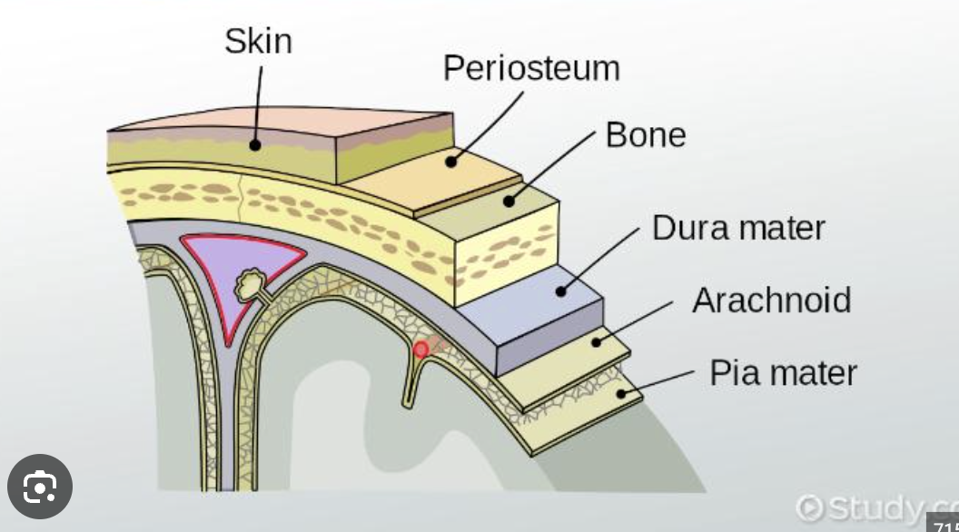 <p>outer surface diaphysis</p><p>glistening white and double layered</p>