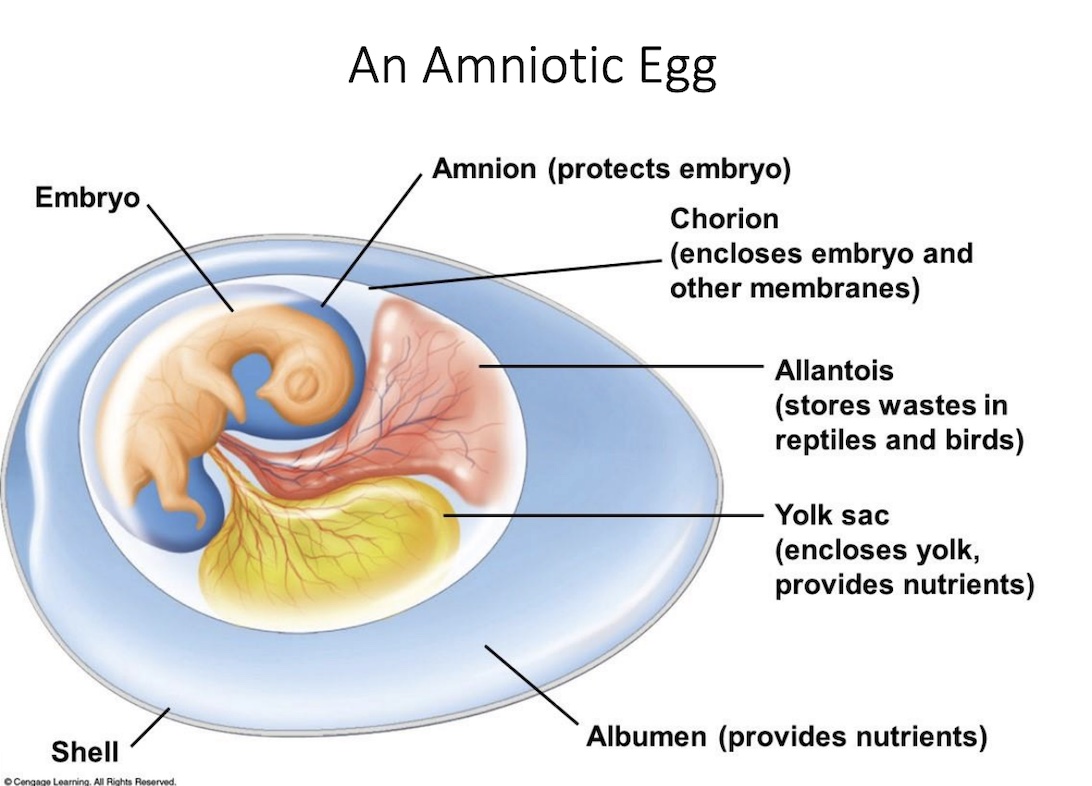 Encloses yolk/Chorion and provides nutrients 