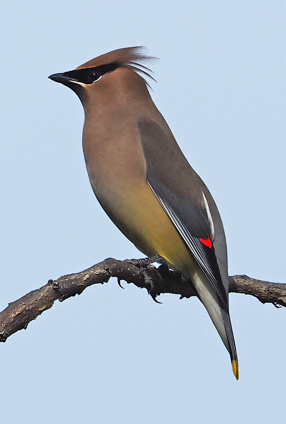 <p>What bird is this?</p>