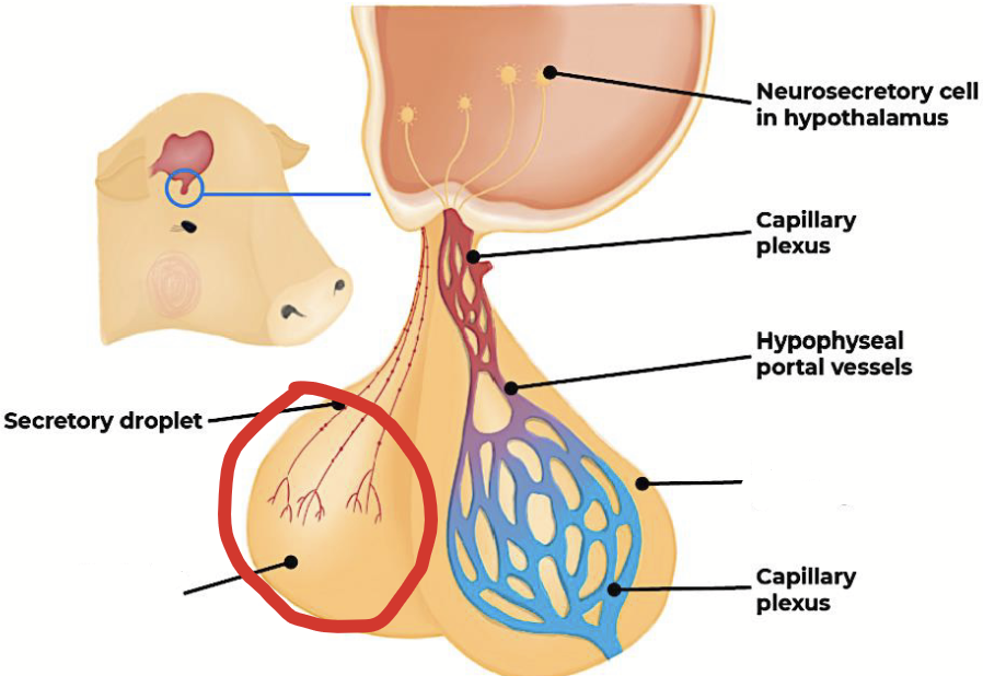 <p>Part of the pituitary gland that is connected to the hypothalamus via nerve fibres. <strong>It does not produce hormones</strong>. Rather, it <strong>stores</strong> (main function) <strong>and releases two hormones produced in the hypothalamus</strong>.</p><p>Neurosecretory cells in the hypothalamus produce hormones that are transported down nerve fibres to this part of the pituitary. Their release is controlled by nerve impulses from the hypothalamus.</p><ul><li><p>Nerve impulses from the hypothalamus tell the nerve endings here when to release stored hormones into the bloodstream.</p></li></ul><p>Develops from the <strong>nervous system</strong> in the embryo.</p>