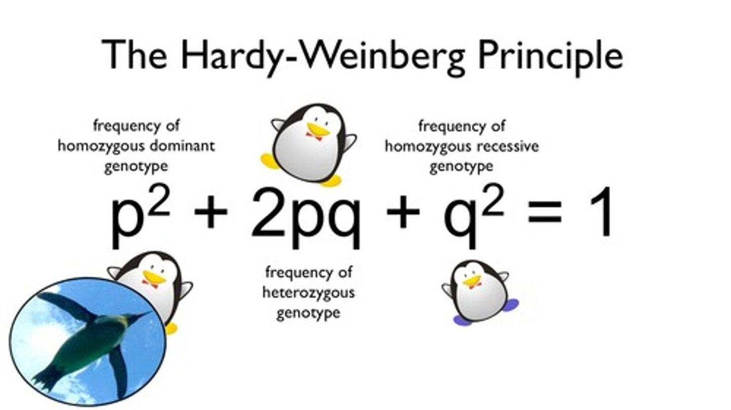 <p>This provides a mathematical equation that can be used to calculate the frequencies of the alleles of a particular gene in a population. The principle makes the assumption that the proportion of dominant and recessive alleles of any gene in the population remains the same from one generation to the next. This can be the case provided that five conditions are met: No mutations arise, the population is isolated (No flow of alleles into or out of the population), no selection (All alleles are equally likely to be passed to the next generation), and the population is large and random. Although these conditions are probably never totally met in a natural population, the principle is still useful when studying gene frequencies.</p><p>To understand the principle, consider a gene that has two alleles: One dominant and one recessive. Let the probability of allele A = p and the probability of allele a = q, so p + q = 1.0 because there are only two alleles. As there are only four possible arrangements of the two alleles, it follows that the probability of all four added together must equal 1.0.</p>
