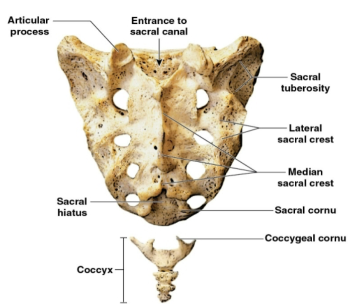 <p>What view of the sacrum + coccyx is this?</p>