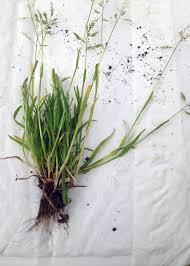 <p>&nbsp;Cool-season grassy weed with light green leaves and seed heads forming at low heights.</p>