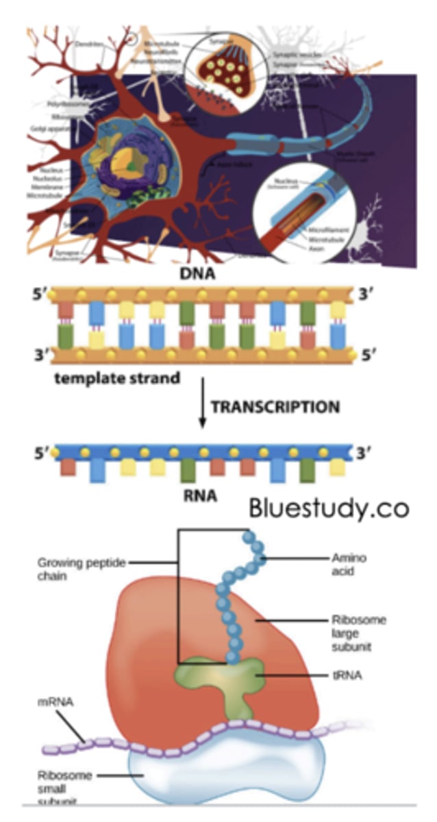 <p>- final product of neurons -&gt; proteins</p><p>- genotype: organism's genetic code (or set of genes)</p><p>- phenotype: organism's observable characteristics</p><p>- the nucleus is the cell's executive office, where the genes for making proteins are stored, copied and sent to the factory floor: </p><p>~1. chromosomes are constantly changing shape so that the genes can be expressed (DNA uncoils to expose a gene)</p><p>~2. then the gene information is transcribed -&gt; RNA</p><p>~3. the RNA leaves the nucleus and comes in contact with ribosomes, where its genetic code is read and translated into a specific amino acid chain, which forms the protein</p><p>- new proteins are created in response to environmental factors (ex. stress)</p>