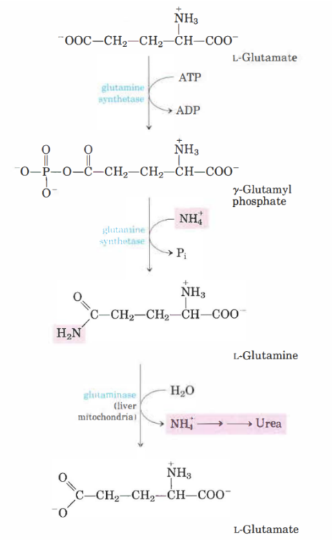 <p>I en icke-toxisk form:</p><p>Glutamat kommer att omvandlas till <strong>glutamin</strong> genom <strong>glutamin-syntetas</strong>. Det är en energikrävande reaktion (1ATP) med två steg:</p><ol><li><p>Glutamat blir till <strong><span style="font-family: Times New Roman, serif">𝛾-</span></strong>glutamylfosfat med ATP. </p></li><li><p><strong>𝛾-glutamylfosfat</strong> blir till glutamin när det reagerar med NH4. P<sub>i</sub> tas bort. </p></li></ol><p>Ammoniak kommer gå in i leverns mitokondrien och ureacykeln. </p>