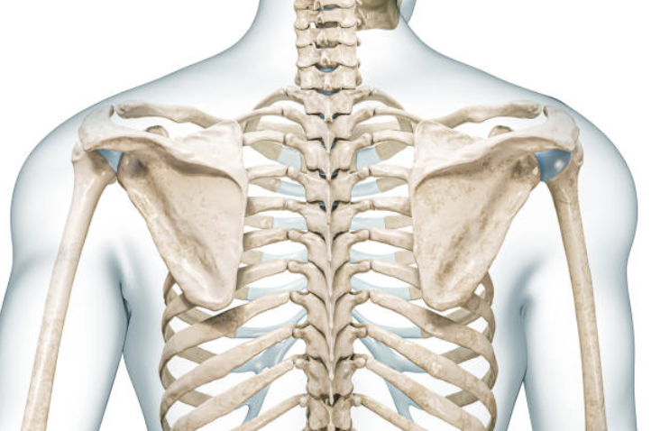 <p><strong><u>Scapula</u></strong> </p>