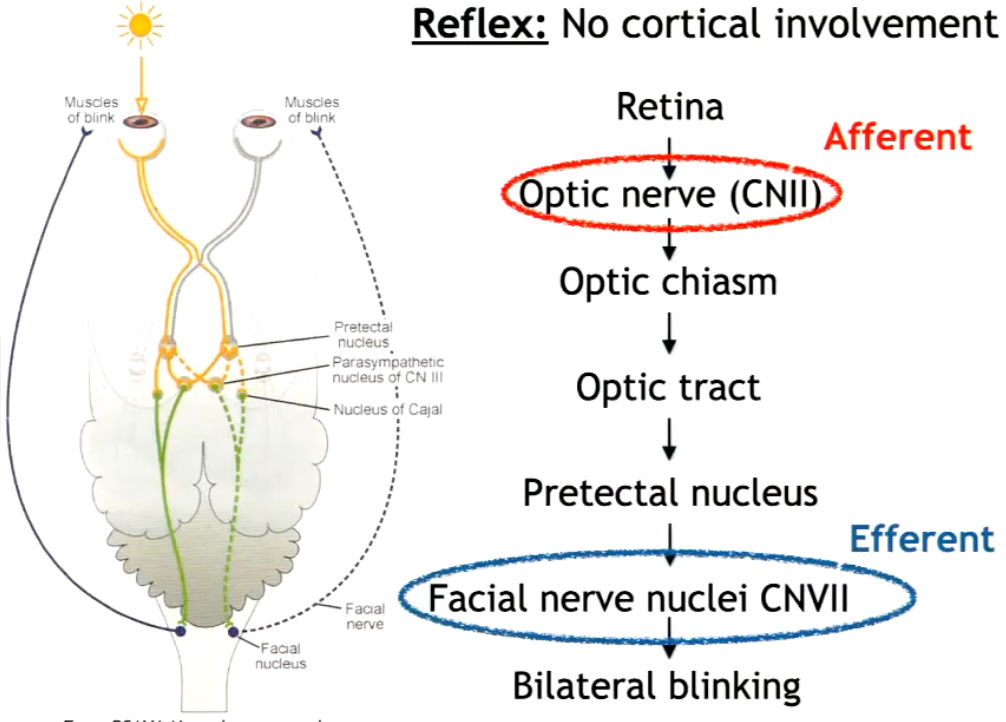 <p>Is a <strong>reflex (no cortical involvement), </strong>involves bilateral blinking by shining very bright light (Causing the eye to close to protect the retina). </p>
