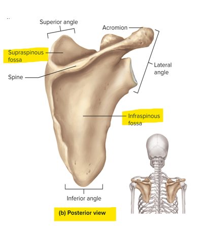 <p>Supraspinous fossa - indentation superior to the spine of the scapula</p><p>Infraspinous fossa - surface inferior to the spine of the scapula</p>