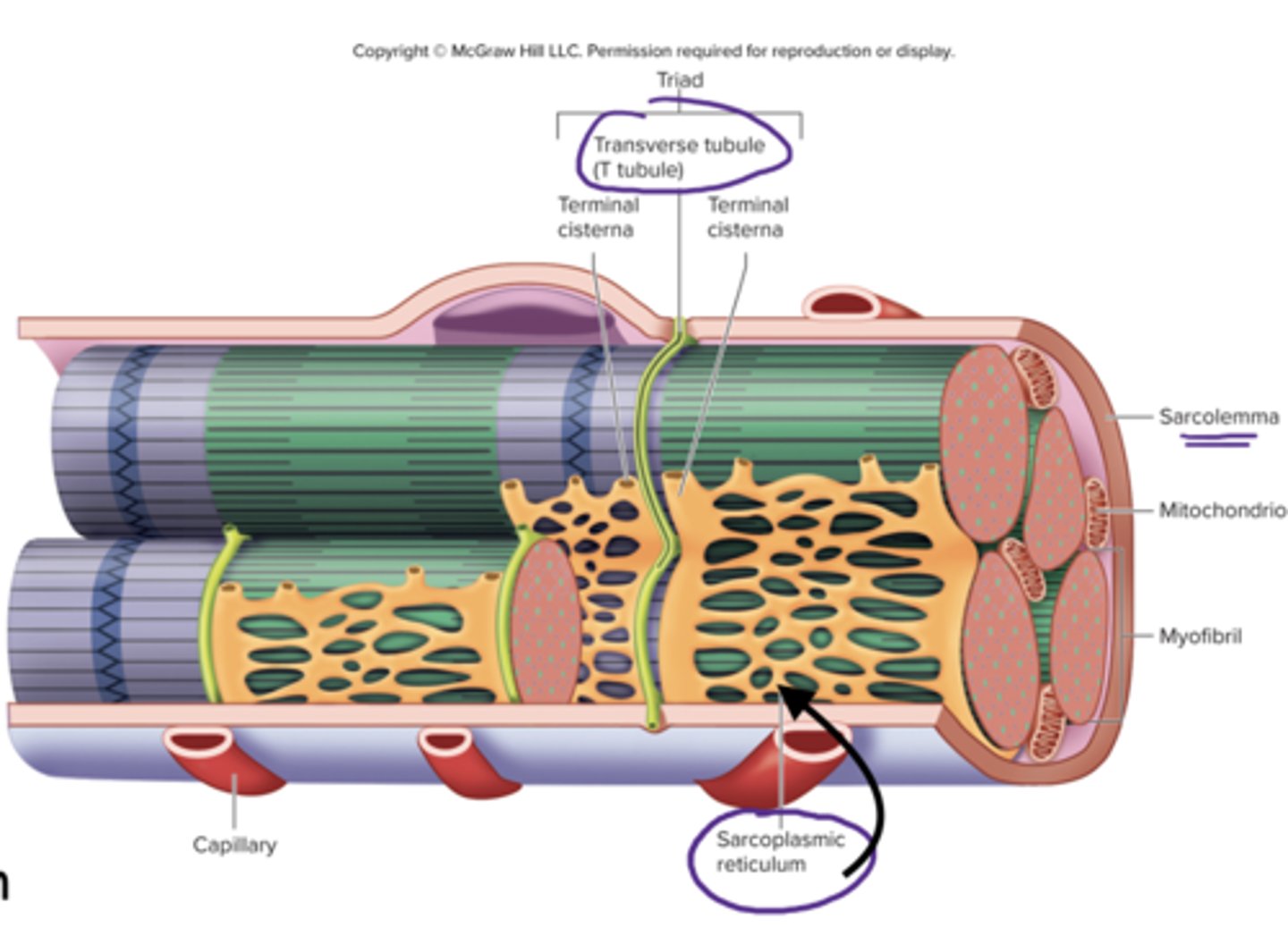<p>specialized smooth endoplasmic reticulum, stores Ca2+</p>