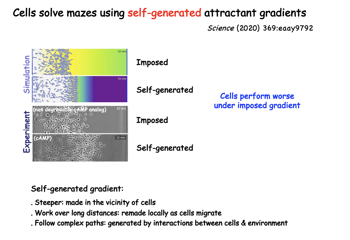 <ol><li><p>steeper→ made in vicinity of cells</p></li><li><p>Work over long distances→ remade locally as cells migrate</p></li><li><p>Follow complex paths> generated by interactions between cells and environment</p></li></ol><p></p>