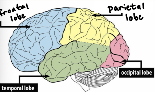 <p>impulse control → prefrontal cortex develops last → reason why younger child has trouble making&nbsp;“big decisions”&nbsp;</p>