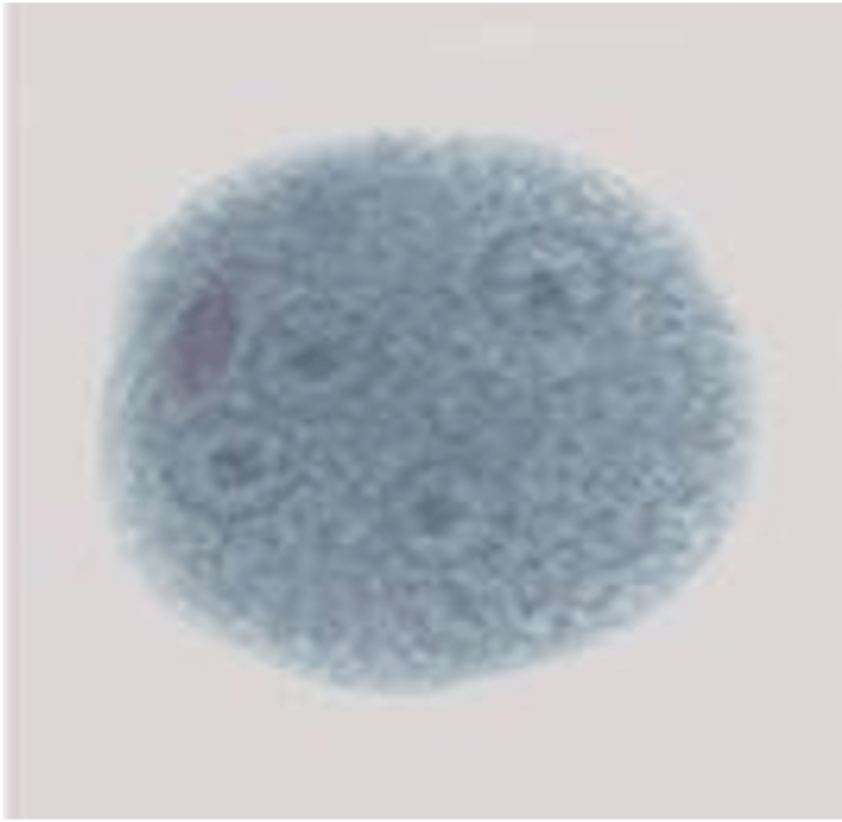 <p>round and has atleast four nuclei</p>