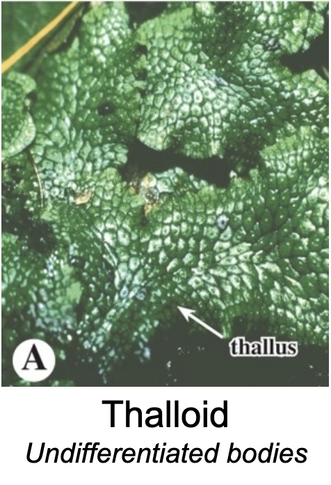 <p>No stem structure</p>
