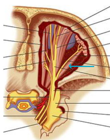 <p>what muscle?</p>