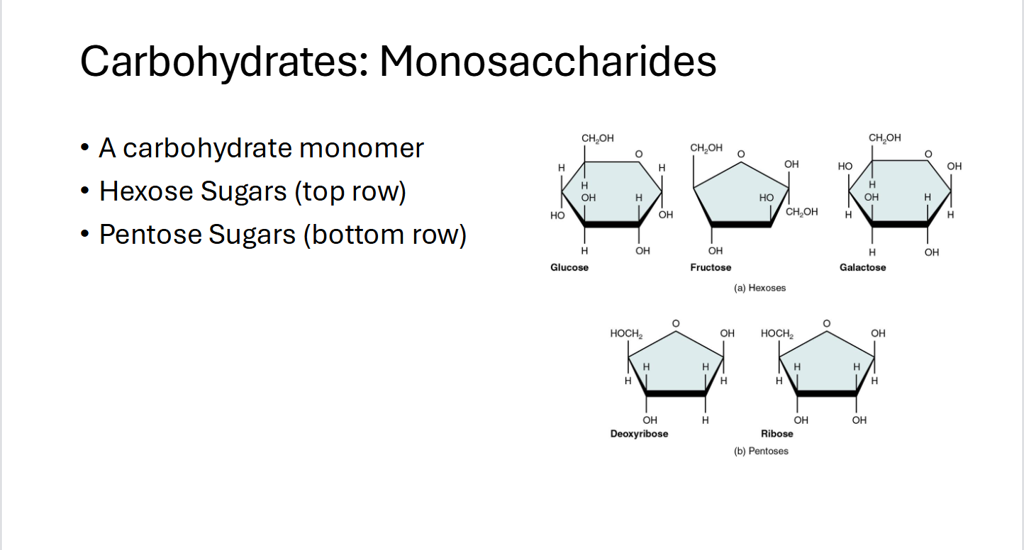 <p>A Carbohydrate monomer<br>Hexose sugars (Top rows)<br>Pentose Sugars (Bottom row)</p>