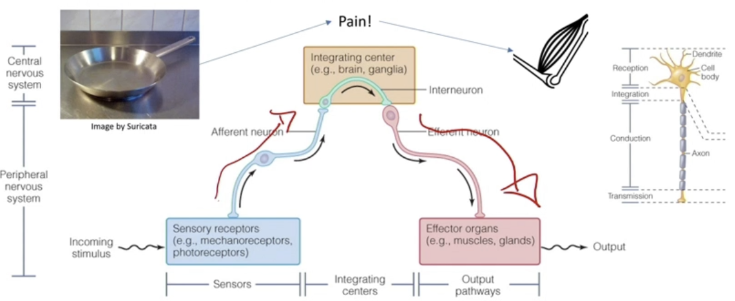 <ul><li><p>Stimulus activates a sensor</p></li><li><p>Afferent neuron stretches from that sensor to an integrating center (Interneuron), often in brain, spinal chord, or outside CNS (faster)</p><ul><li><p>Sensory neuron = Afferent</p></li><li><p>Integrating center neuron = Interneuron</p></li></ul></li><li><p>Decision is made (un/conscious), and message is sent to an effector, causing the effect occur</p><ul><li><p>Motor neuron = Efferent</p></li></ul></li></ul><p></p>