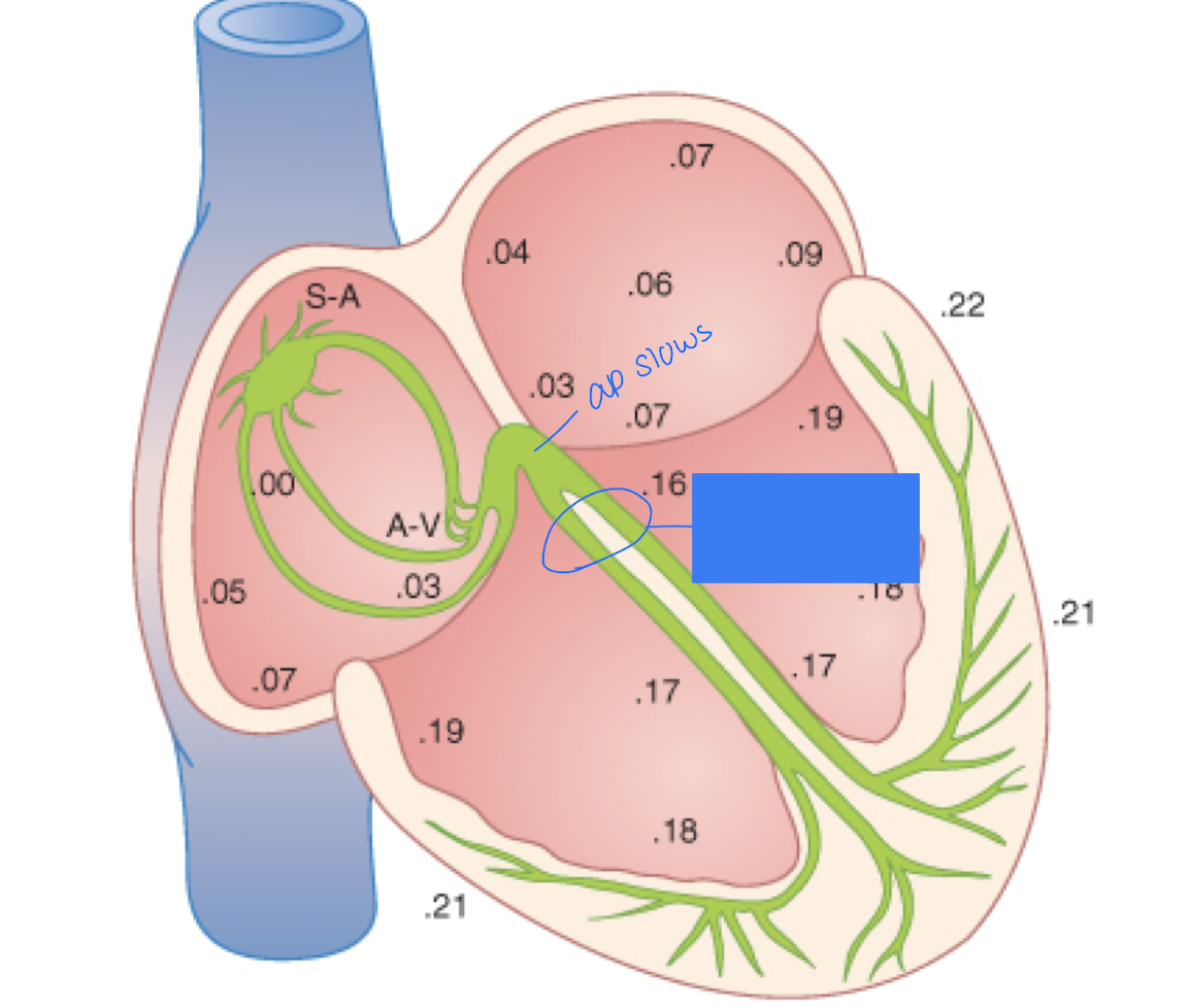 <p>What can be noted about the area circled in the image?</p>