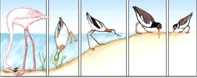 Describes the particular set of abiotic and biotic conditions and resources to which an organism or population responds.